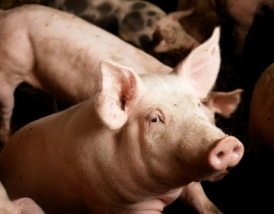 Scientists aim to solve pig farm odours