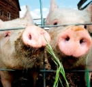 Pigs benefit from higher levels of DDGS