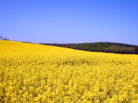 Aus: Canola meal breakthrough to benefit pork producers