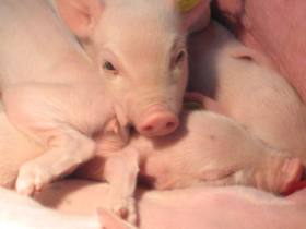 S Korean scientists clone a GM mini-pig
