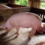 Pig waste could power 90,000 homes