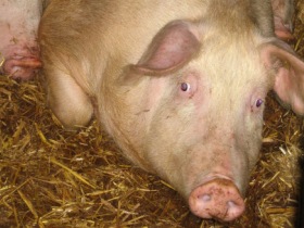 OIE: Swine flu not traced back to pigs