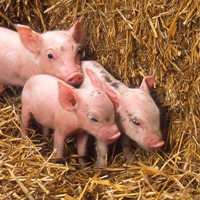 PED is said to have killed 60,000 piglets in Philippines