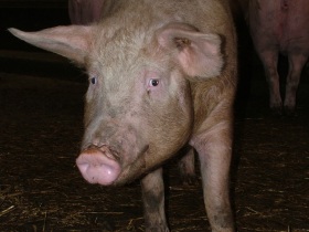 Canada: pigs test positive for Mexican flu