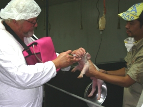 One-shot live APP vaccine for piglets launched
