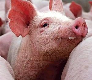 Canada culls 500 quarantined pigs