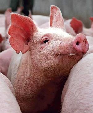 Canada culls 500 quarantined pigs