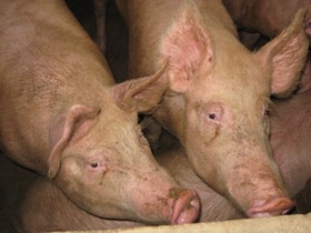 Rallies held for Canadian pork producers