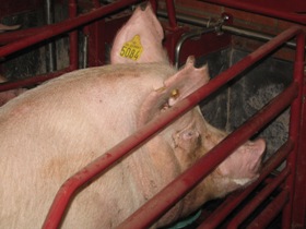 NZ: Pig industry responds to welfare claims