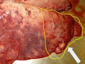 Pleurisy: A stumbling block for pig producers