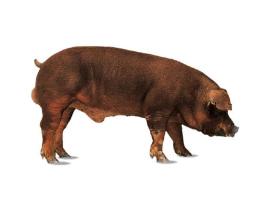 Hypor to buy purebred Duroc nucleus herd