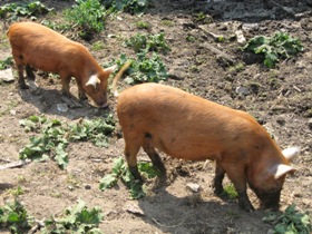 Organic pig producers: A feasible genetic programme