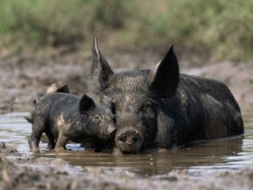 Should future pigs roll in the mud again?