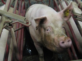 CPC concerned about Canadian hog industry