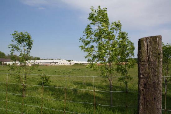 PORK TALBOT FARMS: Ontario, Canada