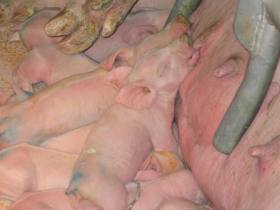Peta accuses German pig farm of animal cruelty - Pig Progress