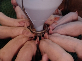 Blu’Hox: new feeder for freshly weaned piglets