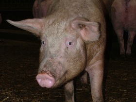 Alberta pig farmer culls quarantined animals
