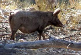 Potential threat from CSF outbreak in feral pigs