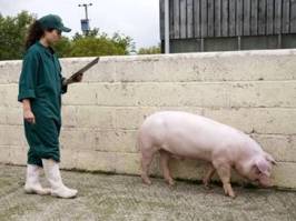 UK: New boar quality assurance scheme
