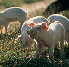China breeds gender selected piglets
