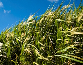 Aarhus trials free-ranging pigs effect on plants