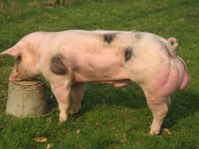 Genotype pig study reveals growth rates