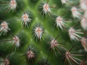 Chinese company launches cactus hog feed