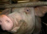 Pig nutrition discussed at Aus conference