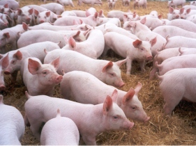 NZ pork industry votes to give consumers clarity