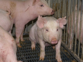 Preliminary results of H1N1 research in pigs
