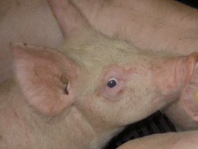 Australia reports its first H1N1 case on pig farm