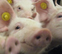 Canada: Swine traceability system progresses