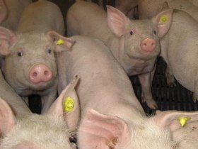 US swine herd reduction falls short by half