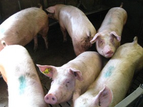 Dutch welfare org: Stop pig castration in Belgium