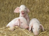 Breakthroughs in pig nutrition