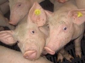 Northern Ireland: Pig herd catches H1N1