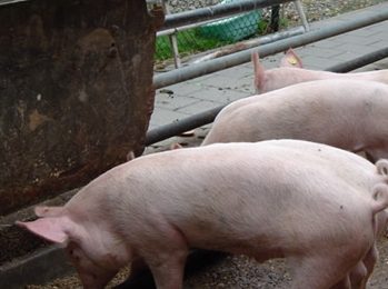 Australian research: feed fish food to pigs