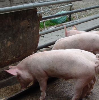 Australian research: feed fish food to pigs