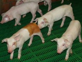 H1N1 confirmed in Irish pig herd