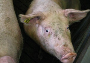 Belgian pig producers send out alarms
