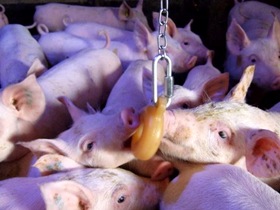 Non-fattening ‘doughnut’ for pigs