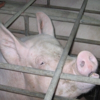 Activists now target California pig producers