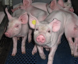 Russia: ASF pigs slaughtered in Rostov region