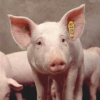 Pigs play a role with Hepatitis E spread