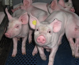 Investments of EUR 50 million in pig breeding in Russia