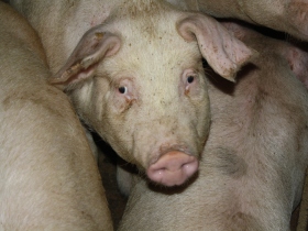 Salmonella found at 1 in 3 EU pig breeding farms
