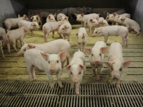 FMD: Culling pigs sometimes better than vaccinating