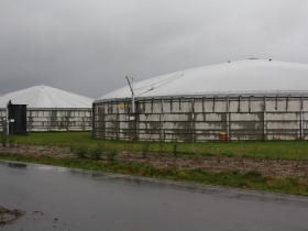 Denmark: more biogas plants on pig farms