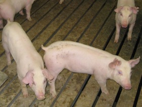 USA: optimism for 2010; hog inventories down 2%